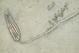 Fossil Crinoid (Scytalocrinus) With Coral - Indiana #273742-3